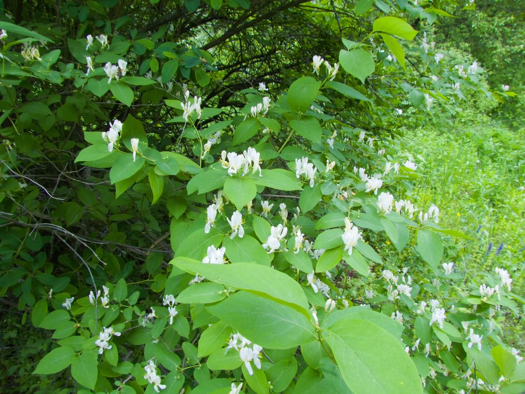 Exochorda tianschanica Gontsch.